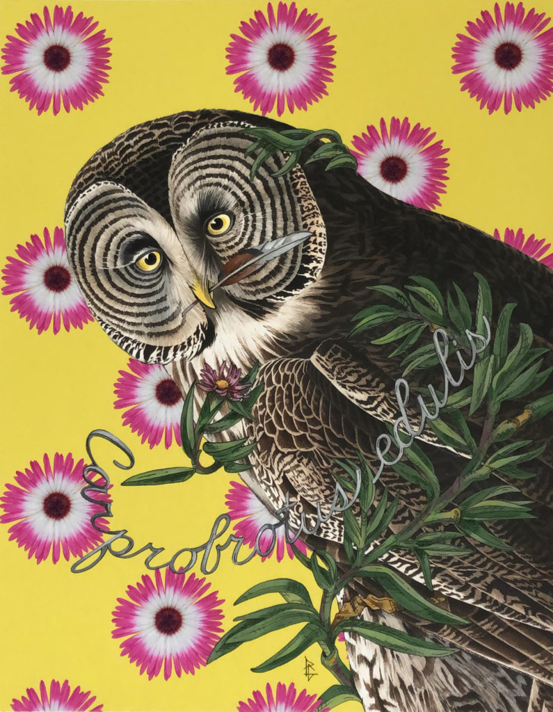 Penelope Gottlieb (b. 1952), "Carprobrotus edulis," 2021, Acrylic and Ink over John James Audubon, 14 x 11 in., 2021 Western Visions Art Show + Sale
