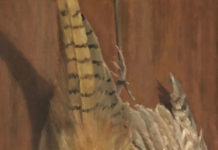 Featured Artwork: Beverly Ford Evans Oil painting of a pheasant hanging on a wall