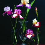 A New Take on an Old Tradition: Hyperrealist Floral Paintings realistic paintings of flowers Jane Jones Survivors