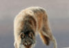14 Fabulous Artworks of the Animal Kingdom Wildlife paintings