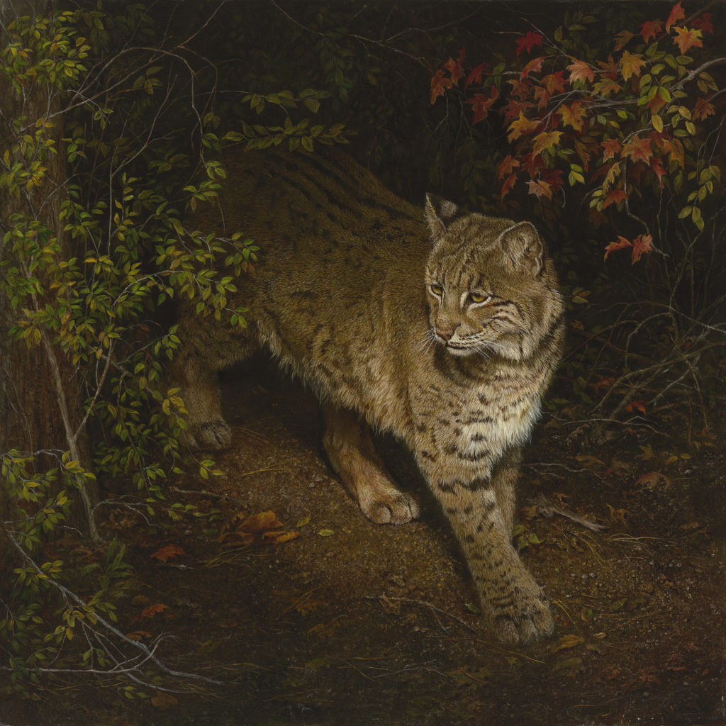 Paintings of wildlife
