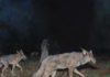 Art, Tradition, and Telescopes Traditional art - John Brosio, "Night Hunt," 27 x 36 inches, Oil on linen