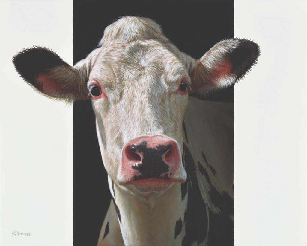 Portrait painting of a cow