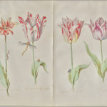 Dutch Drawings from a Collector’s Cabinet Dutch drawings - Four Tulips