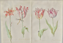 Dutch Drawings from a Collector’s Cabinet Dutch drawings - Four Tulips