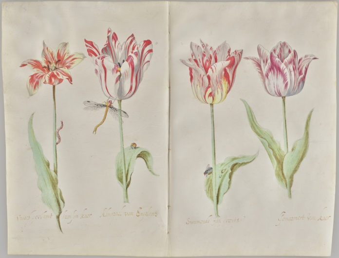 Dutch drawings - Four Tulips