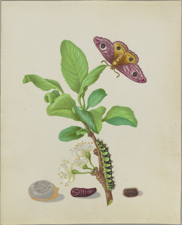 Dutch Drawings - botanical watercolor art