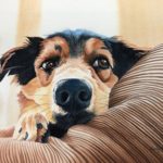 Shelley Prior: Light is the Life Watercolor painting of a dog by Shelley Prior
