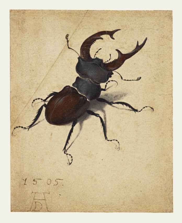 painting of a beetle