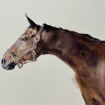 Winners Chosen for NWWS 82nd International Open Exhibition watercolor painting of a horse