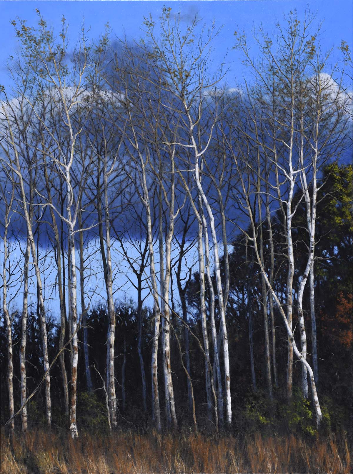 oil painting of winter night sky; birch trees in foreground 