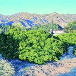 The California Scene “Orange Grove Hacienda, Ojai” by Tyler Abshier, 2022, Oil, 18 x 24 inches
