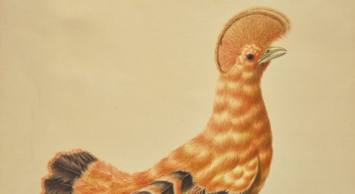 Rupicola Rupicola