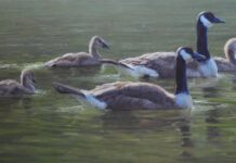 One Weekend Only: Animal and Art Lovers Gather in SC Kathleen Dunphy (b. 1963), "Family Outing," 2023, oil on linen, 24 x 48 in.