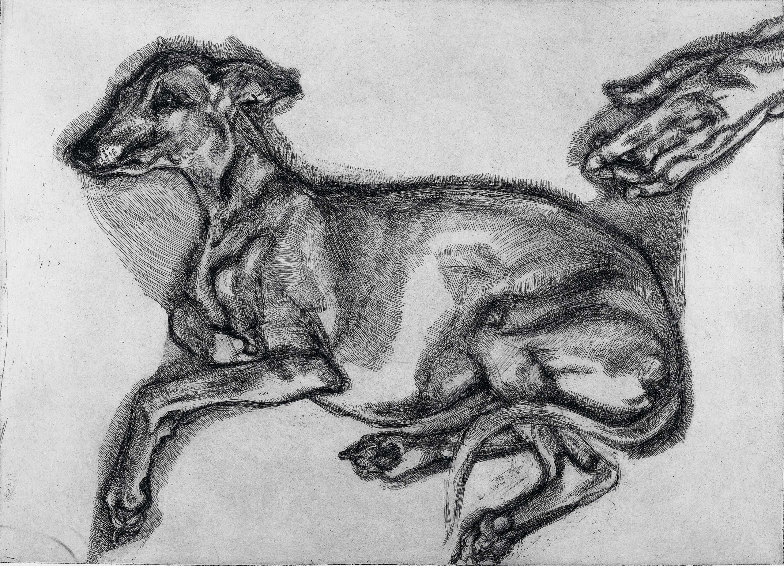 Drawing of a dog