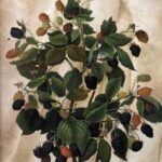3 Exhibitions to Catch at the Farnsworth Farnsworth Art Museum - Anna Eliza Hardy (1839–1934), "Blackberries," c. 1860, oil on canvas, 16 x 12 in., Farnsworth Art Museum, gift of Elizabeth B. Noyce, 1996.13.3