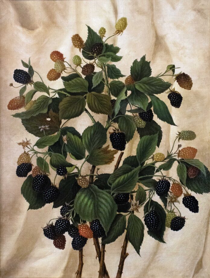Anna Eliza Hardy (1839–1934), "Blackberries," c. 1860, oil on canvas, 16 x 12 in., Farnsworth Art Museum, gift of Elizabeth B. Noyce, 1996.13.3 Farnsworth Art Museum - Anna Eliza Hardy (1839–1934), "Blackberries," c. 1860, oil on canvas, 16 x 12 in., Farnsworth Art Museum, gift of Elizabeth B. Noyce, 1996.13.3