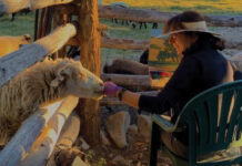 Artist Spotlight: Susan Hediger Matteson Matteson and Sheep
