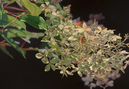 Beth Edwards (b. 1960, Decatur, AL), "Hydrangea II," 2013, Oil on canvas, 42 x 60 in. Museum Purchase in Memory of Olin B. King, 2017,12