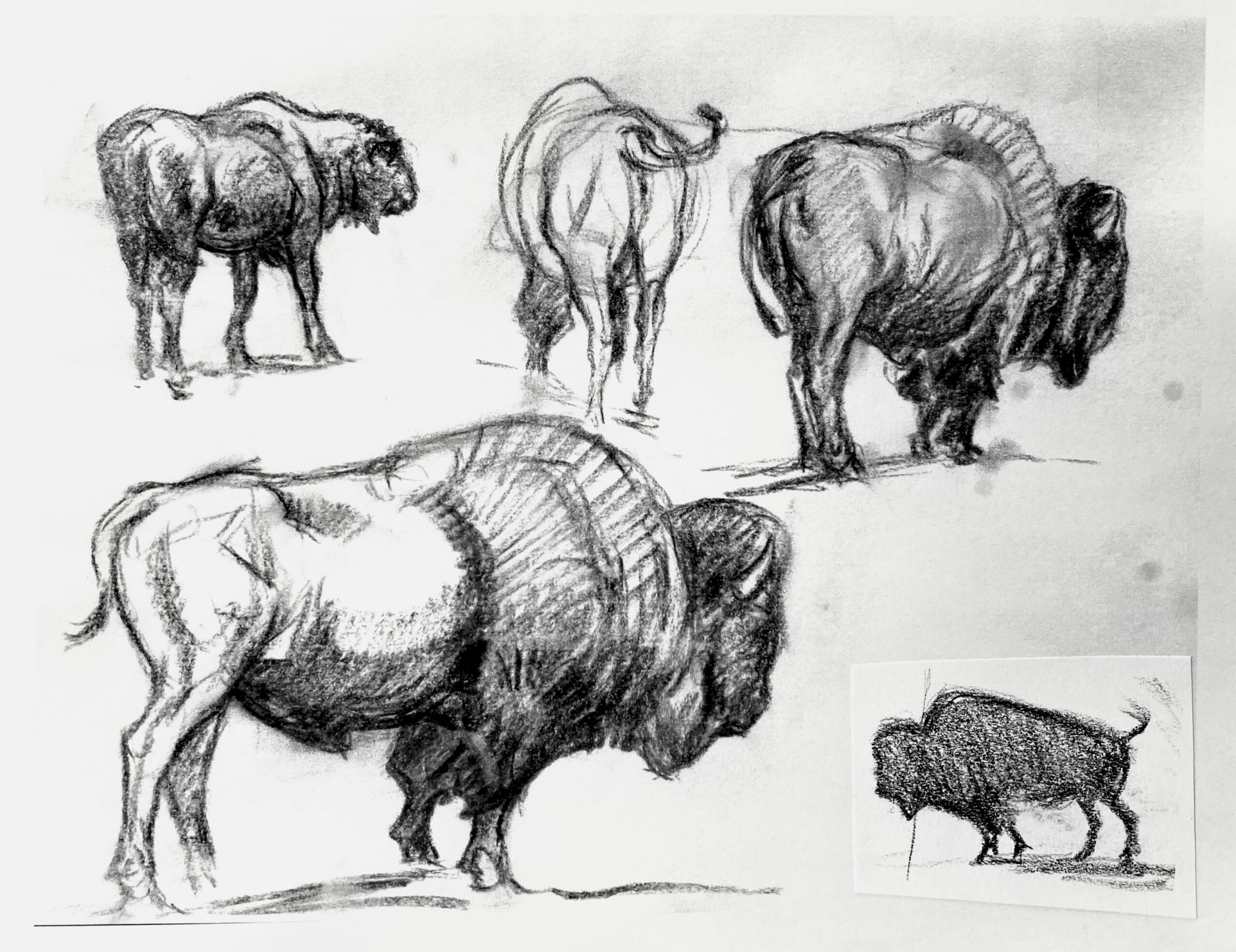 Randal Dutra, Bison life drawings, vine charcoal & graphite, 12.5 x 16”