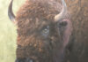 “His Mercy Is Over All That He Has Made” portrait painting of a bison - Beverly Ford Evans (b. 1959), "The Glance," 2025, oil on linen, 20 x 20 in., available through the artist