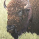 “His Mercy Is Over All That He Has Made” portrait painting of a bison - Beverly Ford Evans (b. 1959), "The Glance," 2025, oil on linen, 20 x 20 in., available through the artist