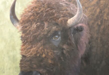 “His Mercy Is Over All That He Has Made” portrait painting of a bison - Beverly Ford Evans (b. 1959), "The Glance," 2025, oil on linen, 20 x 20 in., available through the artist