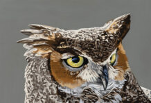 portrait painting of an owl - Anne Peyton (b. 1952), "Maggie (Great Horned Owl)," 2023, acrylic on hardboard, 16 x 16 in., available through the artist