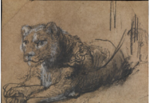Rembrandt Drawing “Roars” to $17.9 Million at Auction Rembrandt van Rijn, "Young Lion Resting," ca. 1638-42, black chalk, white chalk heightening, and gray wash, on brown laid paper, 11.5 x 15 cm