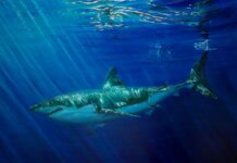 Modern Marine Masters Alexandra Telgmann, "Golden Ocean Reflection - Shark," 2006, oil on canvas, 31.5 x 39.5 in.