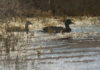 Wildlife & Western Art in Wyoming This Season Wildlife art - T. ALLEN LAWSON (b. 1963), "Into Open Water," 2026, oil on linen mounted on panel, 9 x 14 in.