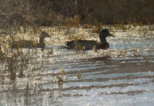 Wildlife & Western Art in Wyoming This Season Wildlife art - T. ALLEN LAWSON (b. 1963), "Into Open Water," 2026, oil on linen mounted on panel, 9 x 14 in.
