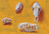 Carol Guzman & Clyde Aspevig: “Land Snorkeling” Painters Carol Guzman (b. 1951), "Four Skulls: 2 Coyote, Prairie Dog, Black-footed Ferret," 2026, oil on linen, 14 x 18 in.