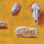 Carol Guzman & Clyde Aspevig: “Land Snorkeling” Painters Carol Guzman (b. 1951), "Four Skulls: 2 Coyote, Prairie Dog, Black-footed Ferret," 2026, oil on linen, 14 x 18 in.