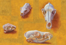 Carol Guzman & Clyde Aspevig: “Land Snorkeling” Painters Carol Guzman (b. 1951), "Four Skulls: 2 Coyote, Prairie Dog, Black-footed Ferret," 2026, oil on linen, 14 x 18 in.