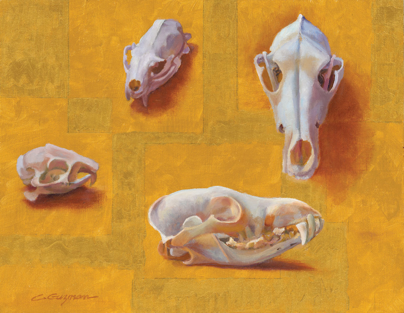Carol Guzman (b. 1951), "Four Skulls: 2 Coyote, Prairie Dog, Black-footed Ferret," 2026, oil on linen, 14 x 18 in.